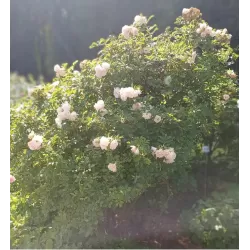 Rožė - Rosa RITAUSMA (POLAREIS) ®