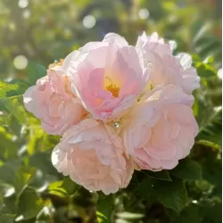 Rožė - Rosa RITAUSMA (POLAREIS) ®