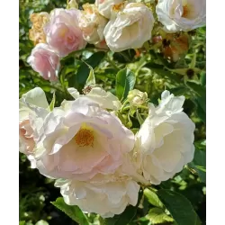 Rožė - Rosa RITAUSMA (POLAREIS) ®