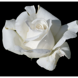 Rožė - Rosa LOTS OF TIASHASI