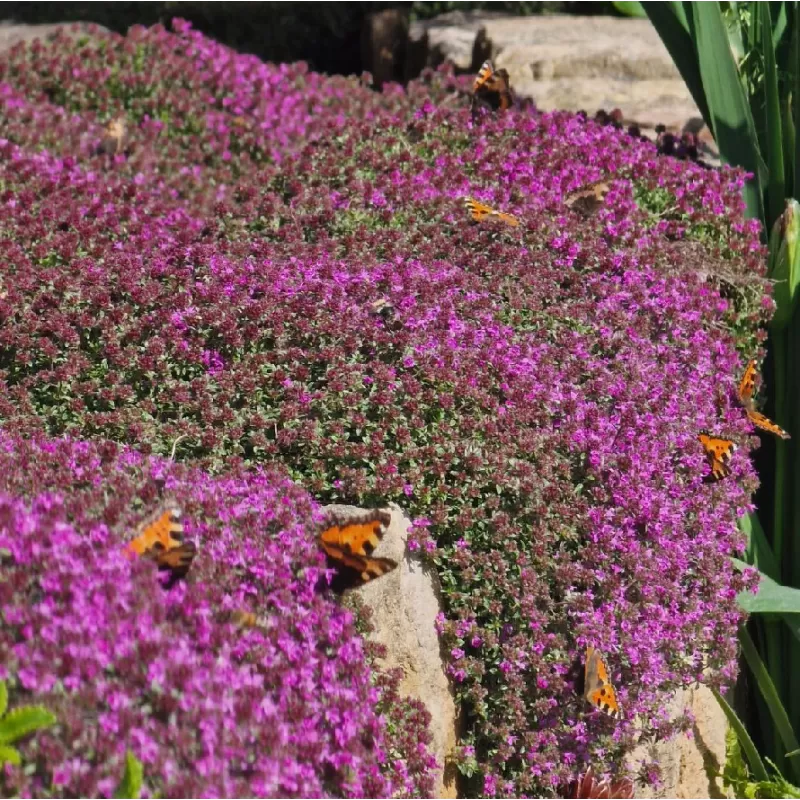 Thymus praecox RED CARPET