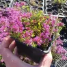 Ankstyvasis čiobrelis - Thymus praecox RED CARPET
