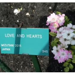 Rosa LOVE AND HEARTS