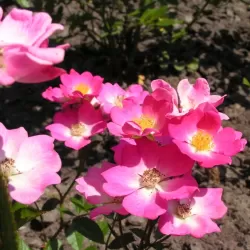 Rožė - Rosa LOVE AND HEARTS