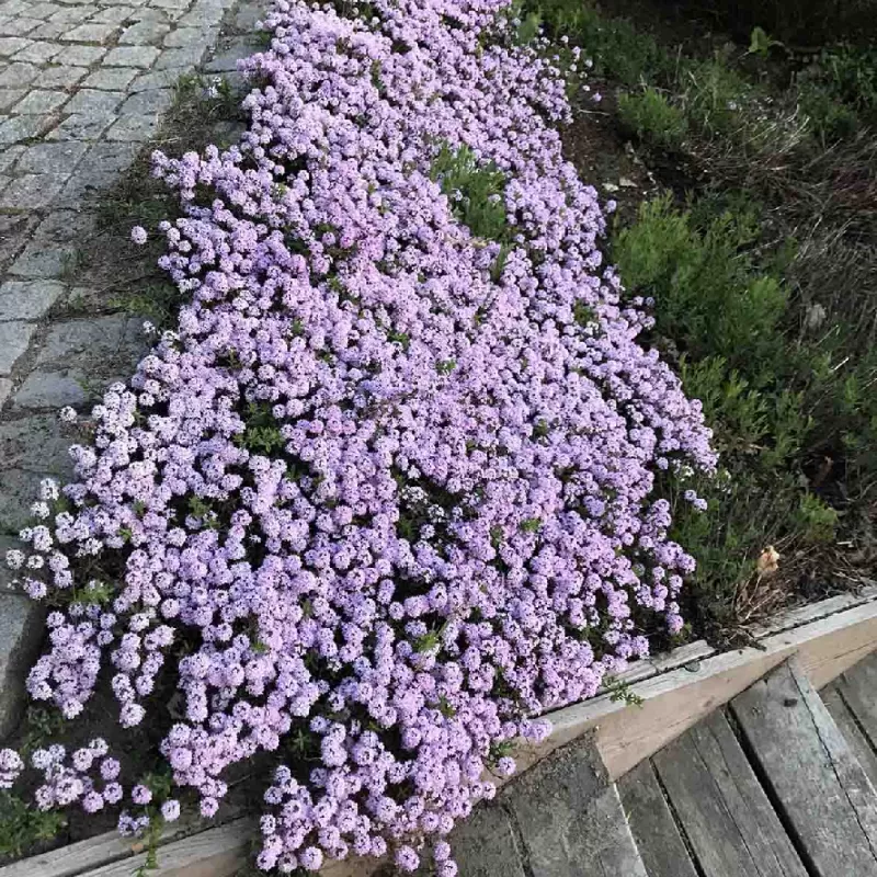 Thymus serpyllum ODORATUS