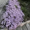 Thymus serpyllum ODORATUS