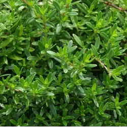 Thymus serpyllum ODORATUS