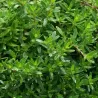 Thymus serpyllum ODORATUS
