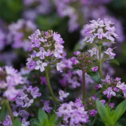 Kvapusis čiobrelis - Thymus longicaulis ssp odoratus