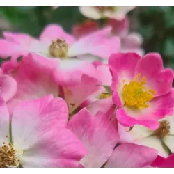 Rožė - Rosa LOVE AND HEARTS