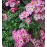 Rožė - Rosa LOVE AND HEARTS
