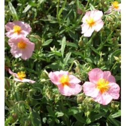 Saulenis - Helianthemum x hybridum Lawrensons Pink P15