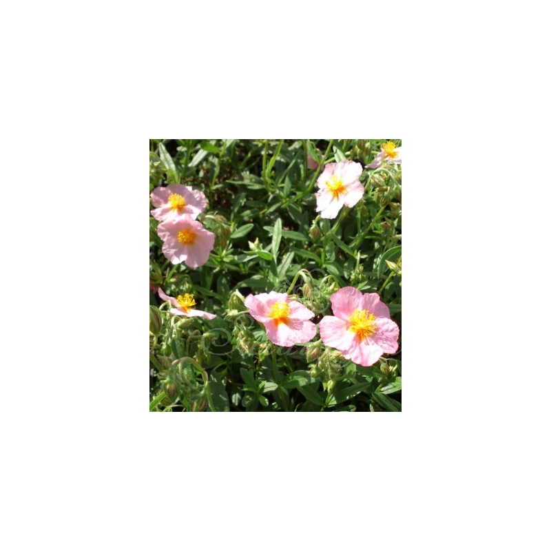 Saulenis - Helianthemum x hybridum Lawrensons Pink P15