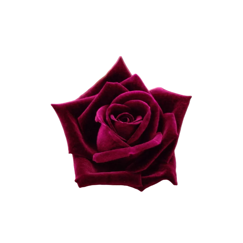 Rožė - Rosa NOIR