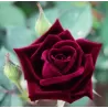 Rožė - Rosa NOIR