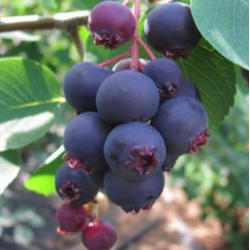 Alksnialapė medlieva - Amelanchier alnifolia MANDAM