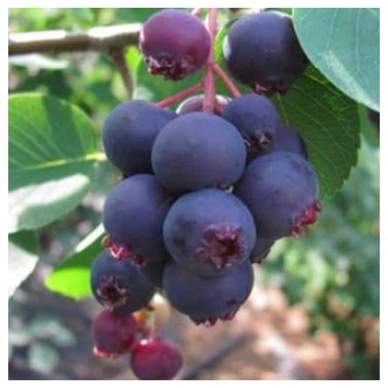 Alksnialapė medlieva - Amelanchier alnifolia MANDAM