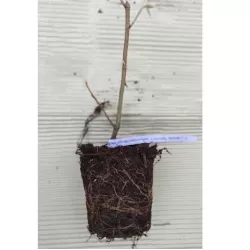 Skėtinis žilakrūmis - Elaeagnus umbellata AMBER