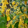 Skėtinis žilakrūmis - Elaeagnus umbellata AMBER