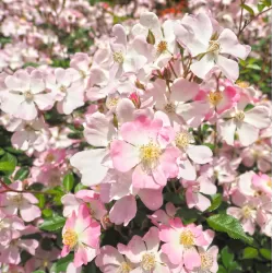 Rožė - Rosa SAKURAGI