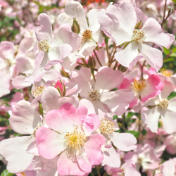 Rožė - Rosa SAKURAGI