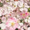 Rožė - Rosa SAKURAGI