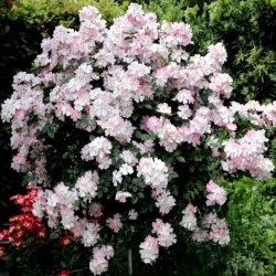 Rožė - Rosa SAKURAGI