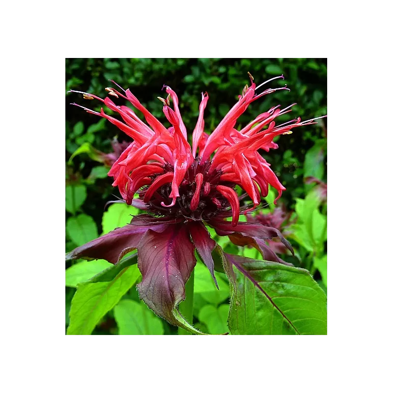 Hibridinė monarda - Monarda hybrida Cambridge Scarlet