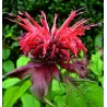 Hibridinė monarda - Monarda hybrida Cambridge Scarlet