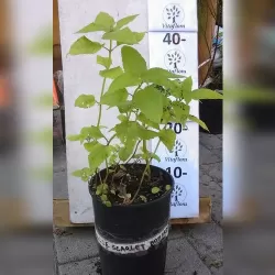 Hibridinė monarda - Monarda hybrida Cambridge Scarlet