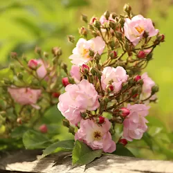 Rosa SONG OF HIROSHIMA