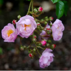 Rosa SONG OF HIROSHIMA