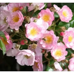 Rosa SONG OF HIROSHIMA