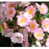 Rožė - Rosa SONG OF HIROSHIMA
