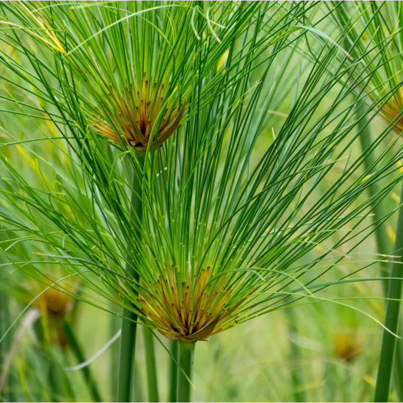 Papirusinė viksvuolė - Cyperus papyrus