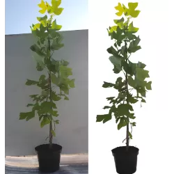 Gelsvažiedis tulpmedis - Liriodendron tulipifera