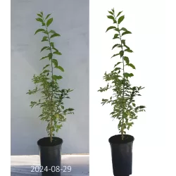 Osage Orange - Maclura pomifera