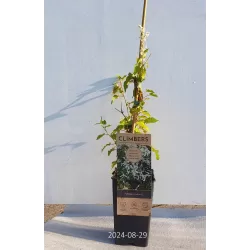 Pelėvirkštis (rūgtis) - Fallopia baldschuanica (sin. Polygonum aubertii) 19Ø 50cm