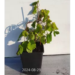 Common Hazel - Corylus avellana CONTORTA