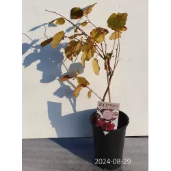 Lazdynas - Corylus avellana ROTBLATTRIGE ZELLERNUSS