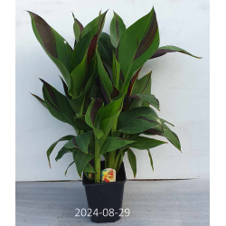 Kana - Canna CLEOPATRA