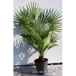Palmė - Chamaerops humilis