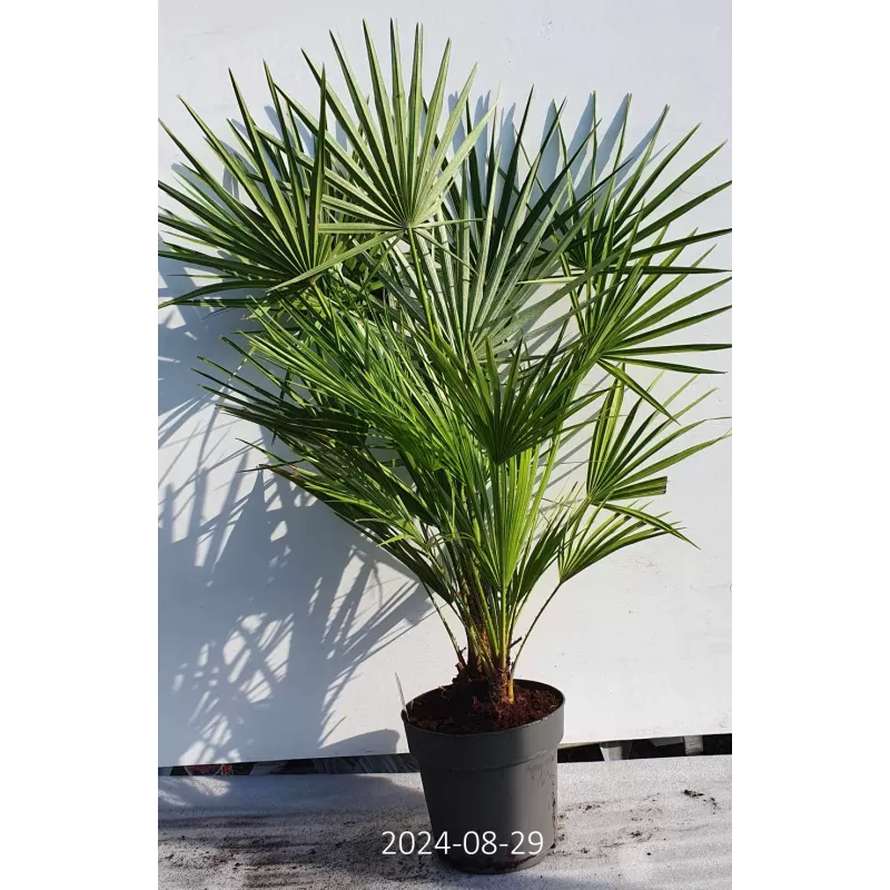 Retų ir egzotinių augalų prekyba internetu ir pristatymas į namus