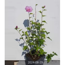 Sirinis hibiskas (kinrožė) - Hibiscus syriacus LAVENDER CHIFFON