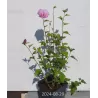 Hibiscus syriacus LAVENDER CHIFFON