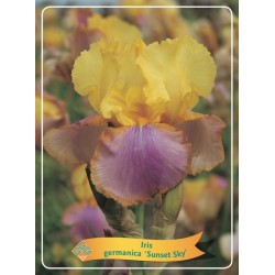 Iris germanica Sunset Sky P11 (užsakius iš rudens 8 vnt. + 2 vnt. dovanų)  geltona + purpurinėe lip