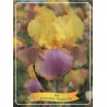 Iris germanica Sunset Sky P11 (užsakius iš rudens 8 vnt. + 2 vnt. dovanų)  geltona + purpurinėe lip