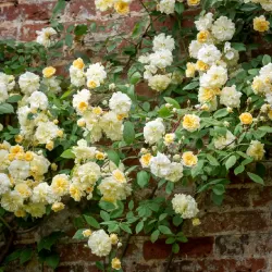 Rožių krūmai internetu su pristatymu į namus