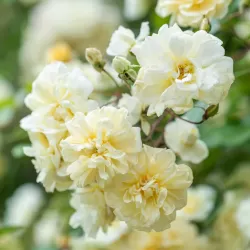 Rožė - Rosa MALVERN HILLS