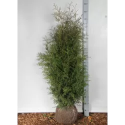 Tuja Brabant, augalai su pristatymu į namus